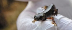 Smooth Newt Ireland
