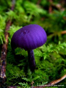 The amethyst deceiver