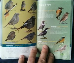 Birds of Ireland Species Profiles