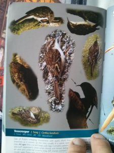 Treecreeper page in Birds of Ireland, A Field Guide