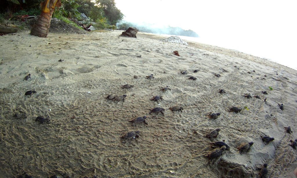 Turtle hatchlings making their way to the sea