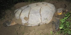 A nesting sea turtle