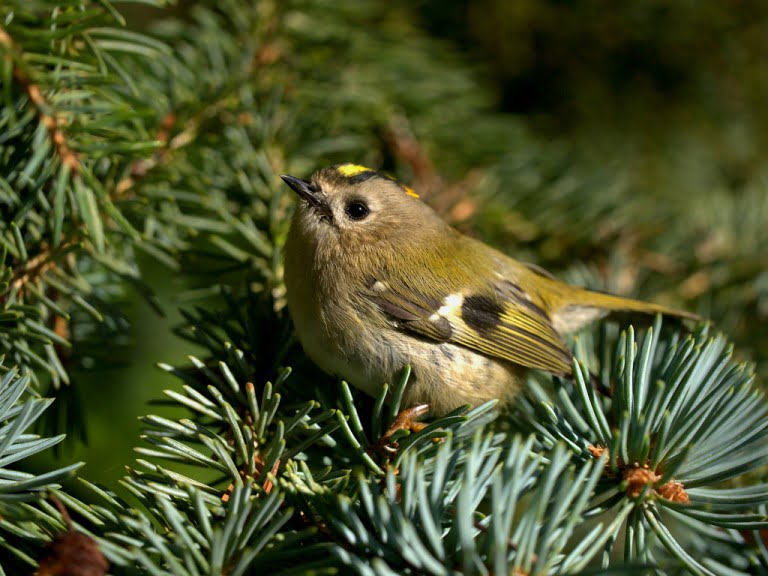 Goldcrest, Ireland's smallest bird
