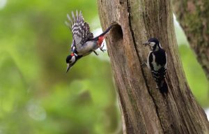 Great Spotted Woodpecker in flight