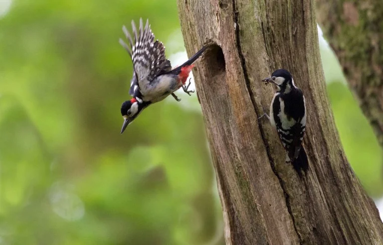 Great Spotted Woodpecker in flight
