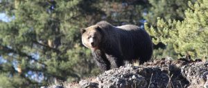 Grizzly at Yellowstone National Park