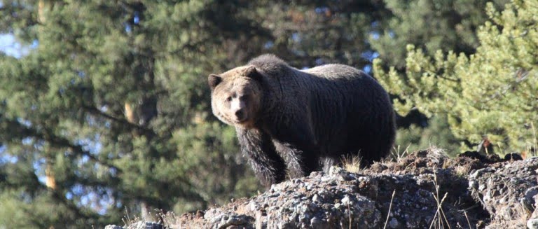 Grizzly at Yellowstone National Park