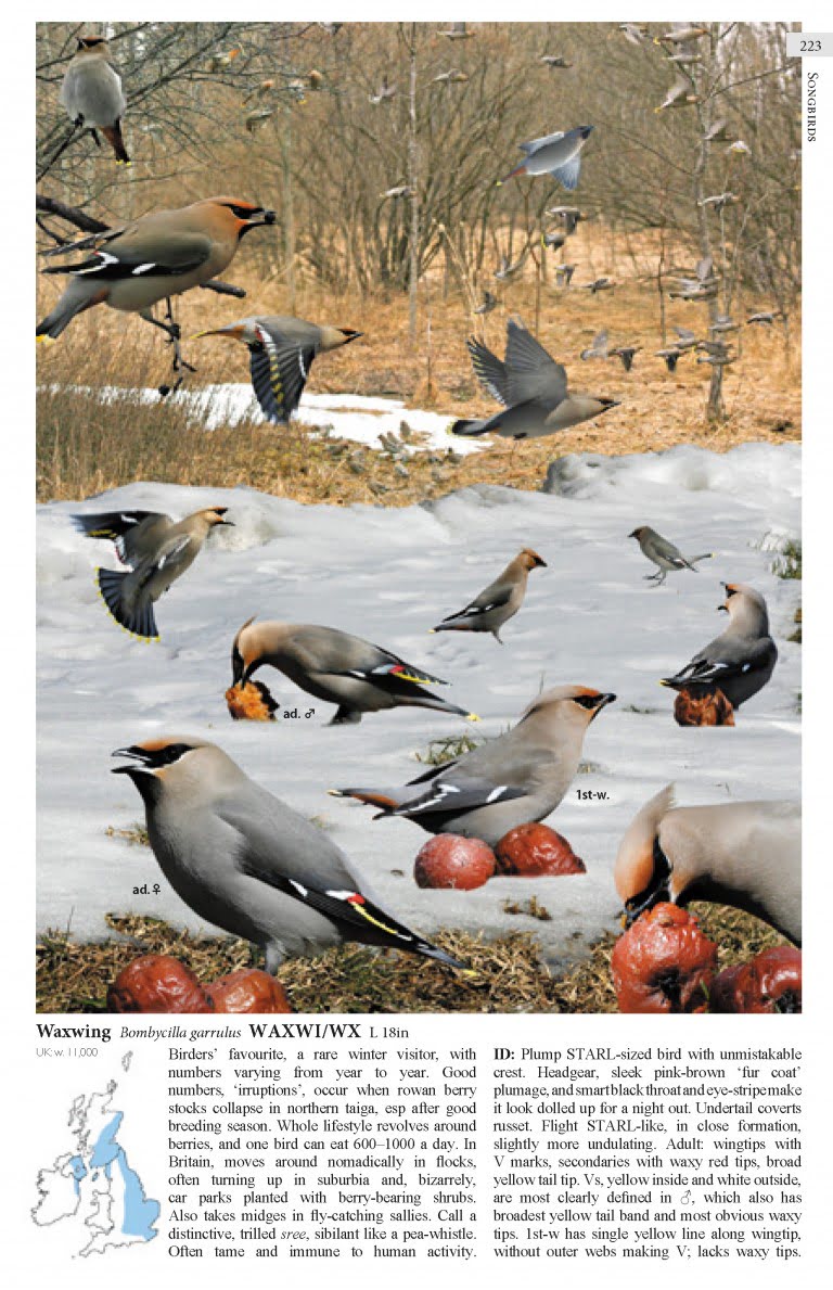 Waxwing