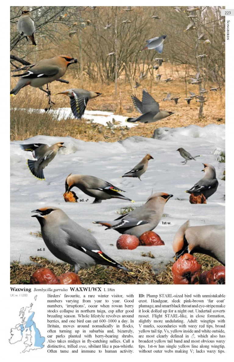 Waxwing