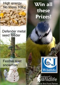 Bird Food Competition