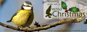 Merry Christmas from Ireland's Wildlife