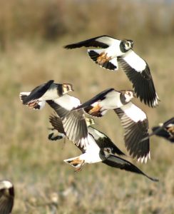 Lapwings in flight