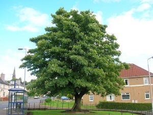 A Sycamore Tree