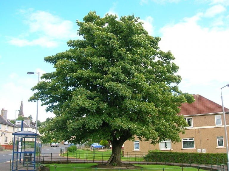 A Sycamore Tree