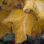 hazel-trees-with-autumn-leaves