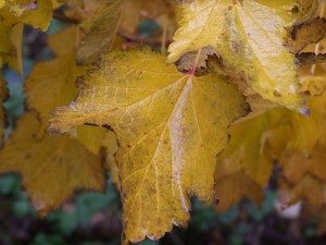 hazel-trees-with-autumn-leaves