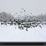 Crow ID video from the BTO