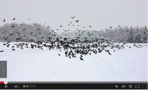 Crow ID video from the BTO