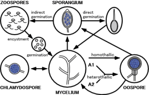Phytophthora_life_cycle