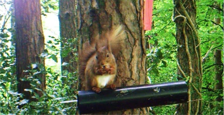 Red Squirrel in Co. Waterford, Ireland