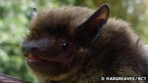 Nathusius pippistrelle