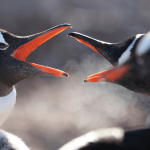 Antarctic BirdsTalk