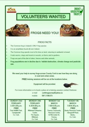 Common Frog (Rana temporaria) | Ireland's Wildlife