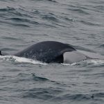 Blue Whale Ireland