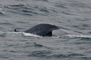 Blue Whale Ireland
