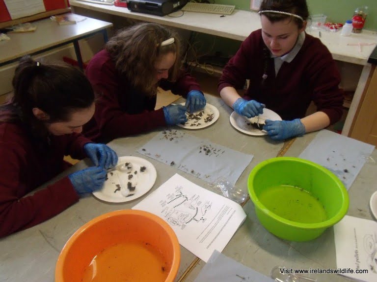 Owl Pellets: Heritage in Schools