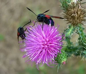 Six-spot Burnet moths on a thistle flower