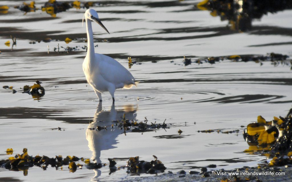 Little Egret