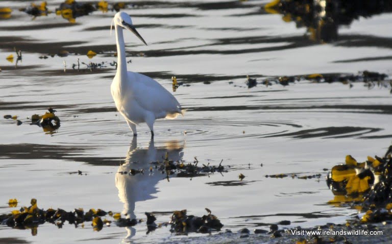 Little Egret