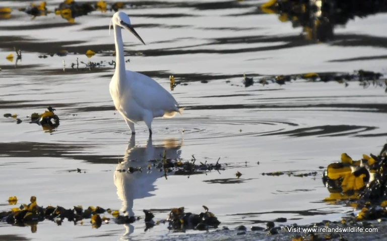 Little Egret