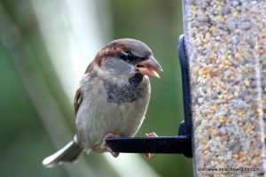 House sparrow enjoying the Apollo Feeder