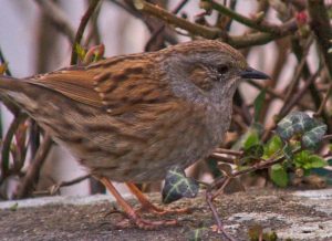 Dunnock