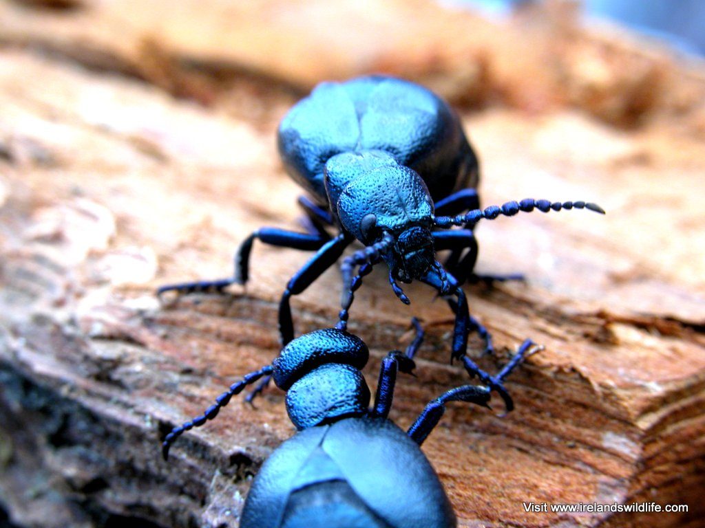 Oil beetle