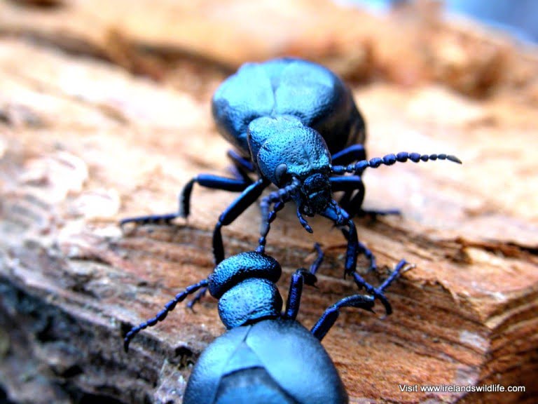 Oil beetle