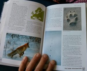 Species profile of the Red Fox in Tracks & Signs of the Animals and Birds of Britain and Europe
