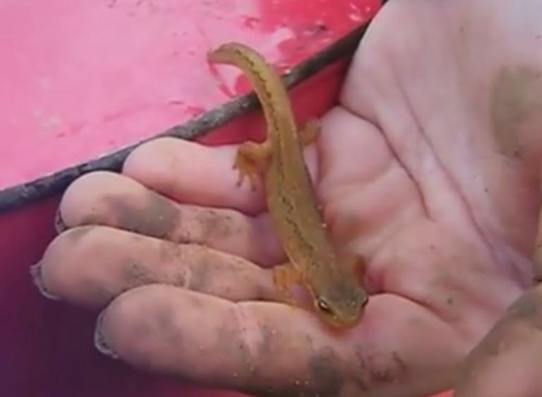 Tipparary Newt