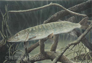 Pike in Cover by William Helps