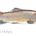 Study of Trout