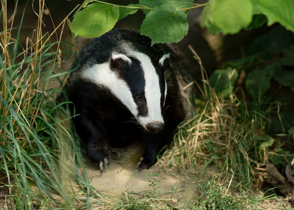 Should Irish badgers be classed as a separate subspecies? Allan McDevitt and Denise O'Meara investigate.... 
