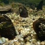 Ireland’s Wildlife: Freshwater Pearl Mussel (Margaritifera margaritifera)