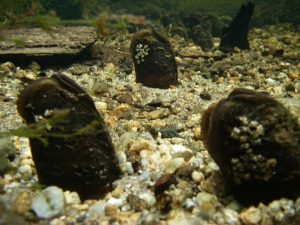 Ireland’s Wildlife: Freshwater Pearl Mussel (Margaritifera margaritifera)