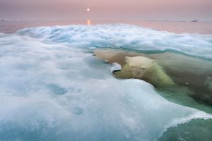 28_Paul-Souders-USA-The-water-bear.jpg