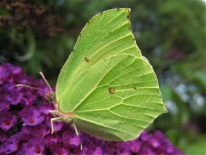 The stunning Brimstone butterfly