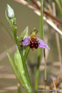 Bee Orchid