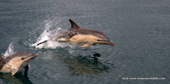 Common Dolphins