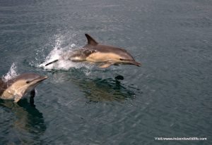 Common dolphins  make a bee line for the Holly Jo on our spring Discover Wildlife Weekend